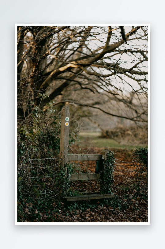 林间木门与藤蔓缠绕-众图网