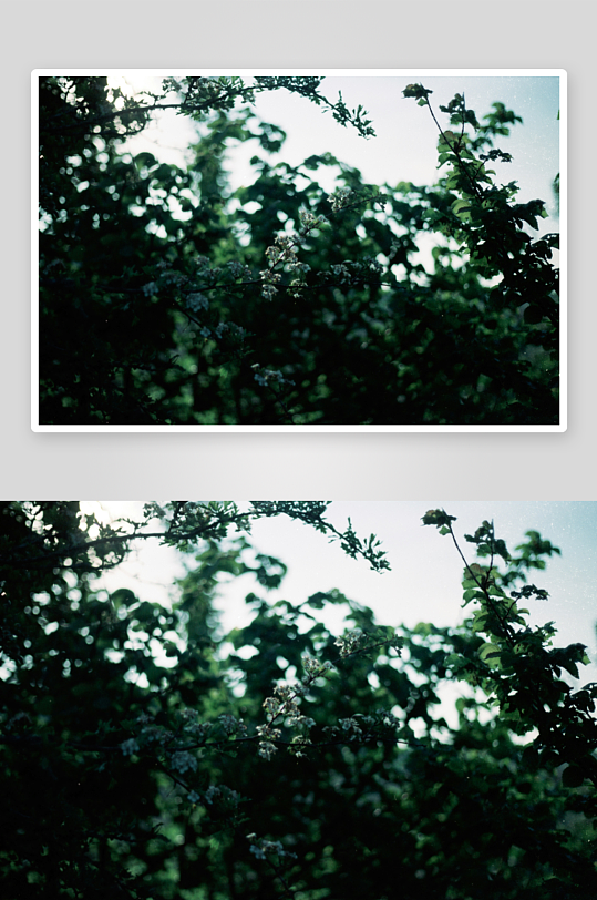 林间枝叶与小花特写-众图网