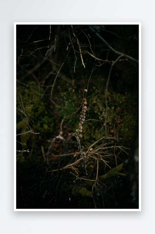 林间枯枝上的果实串-众图网
