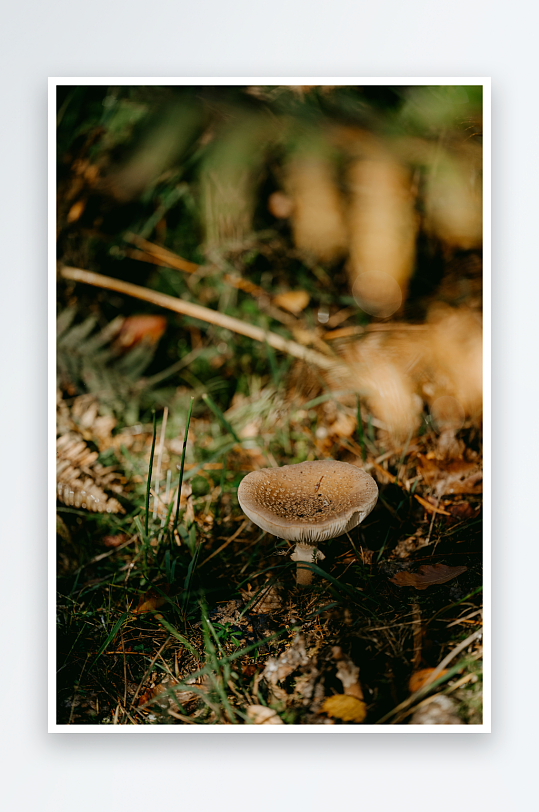 林间生长的棕色蘑菇-众图网