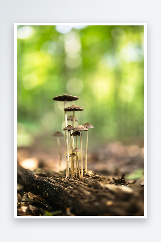 林间生长的菌类植物-众图网