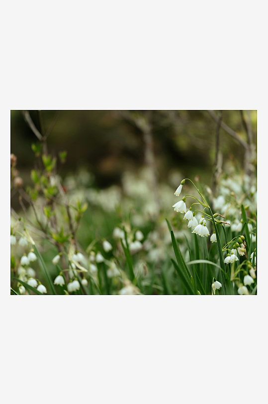林间白色小花盛开-众图网