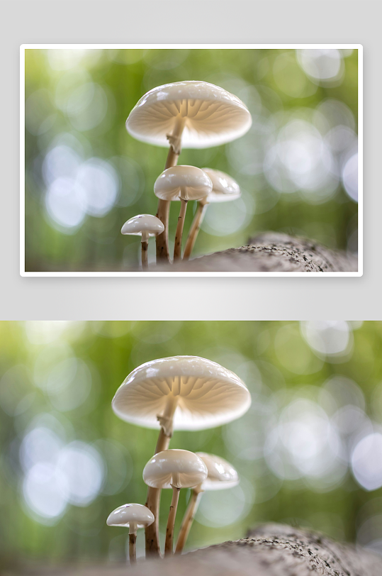 林间白色菌类特写-众图网