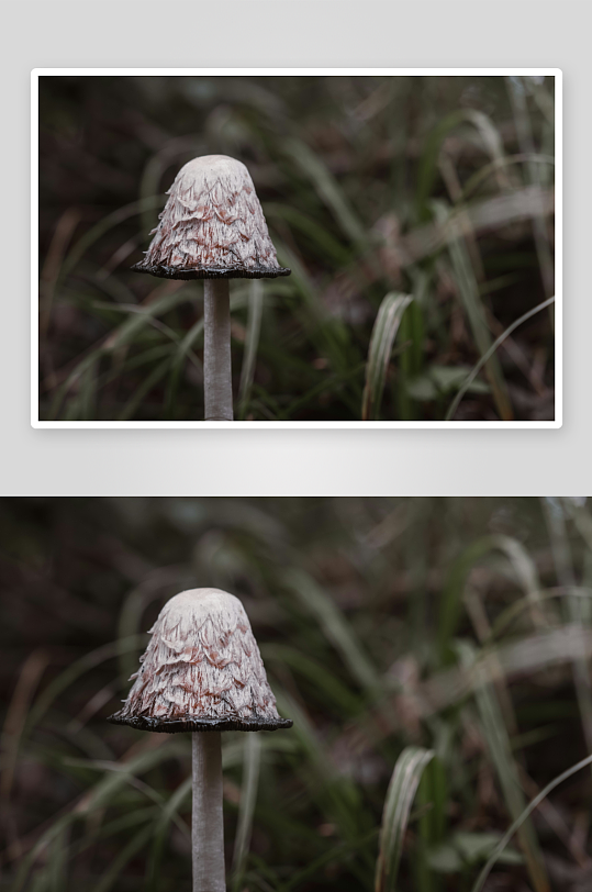 林间白色菌菇特写-众图网