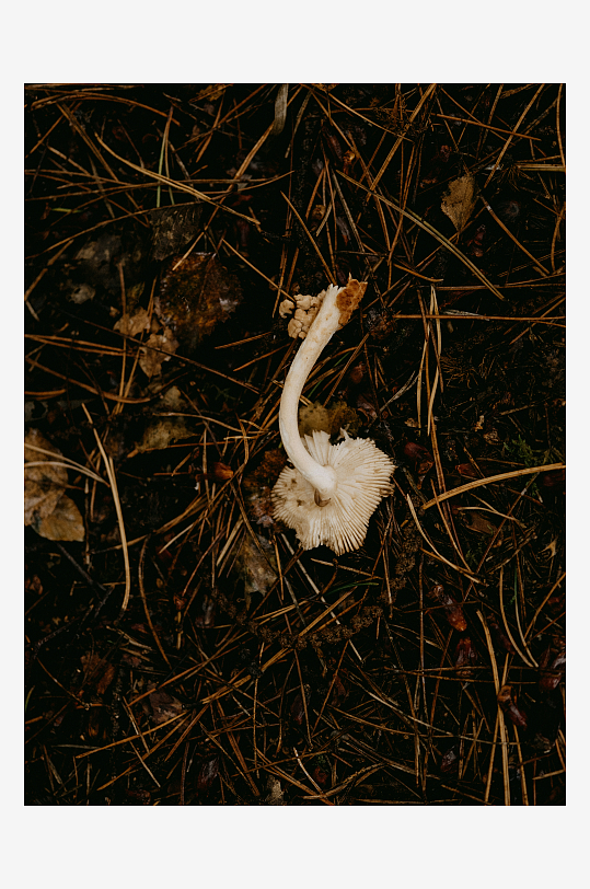 林间白色蘑菇特写-众图网