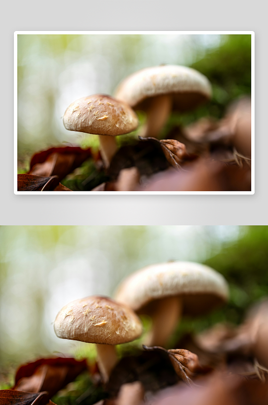 林间秋日菌菇特写-众图网