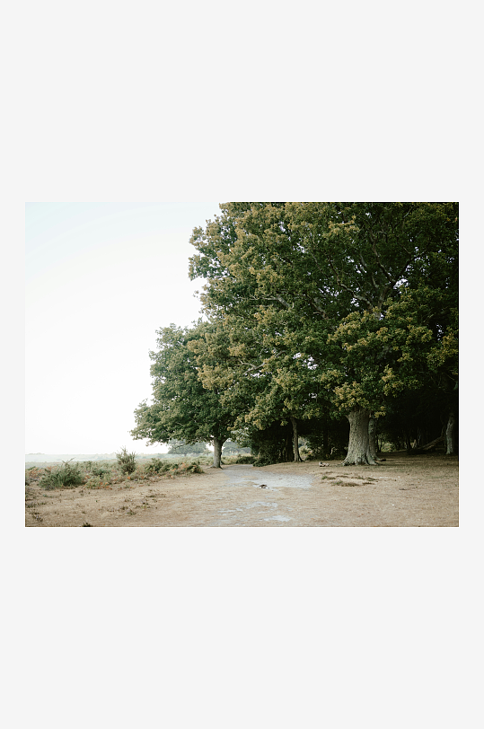 林间空地与茂密树木-众图网