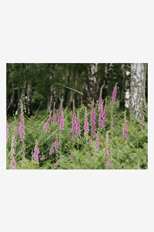 林间粉紫色花朵盛开-众图网