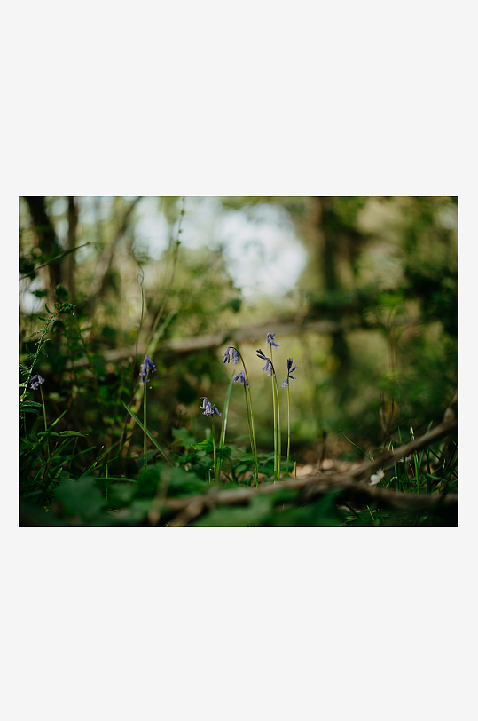 林间紫色小花特写-众图网