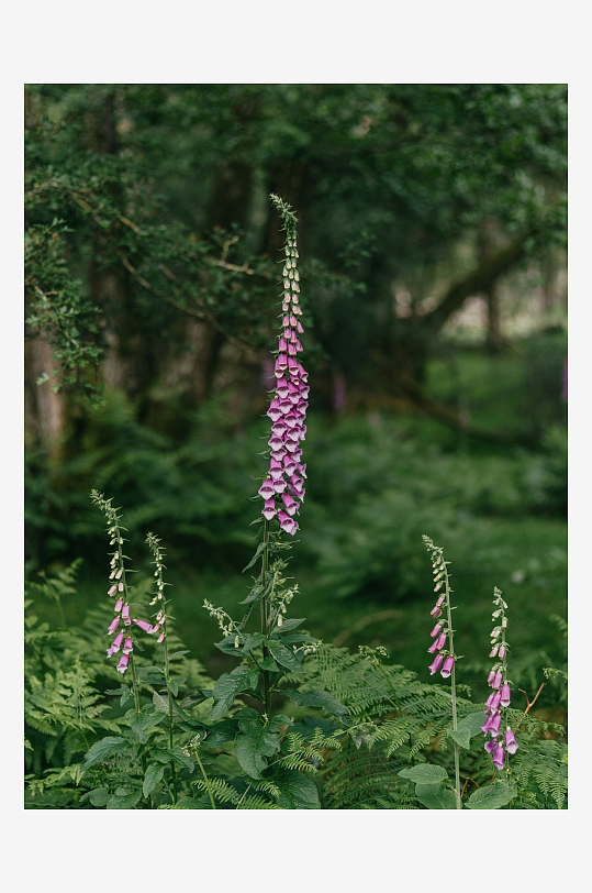 林间紫色毛地黄花丛-众图网