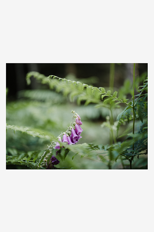 林间紫花与蕨类植物-众图网