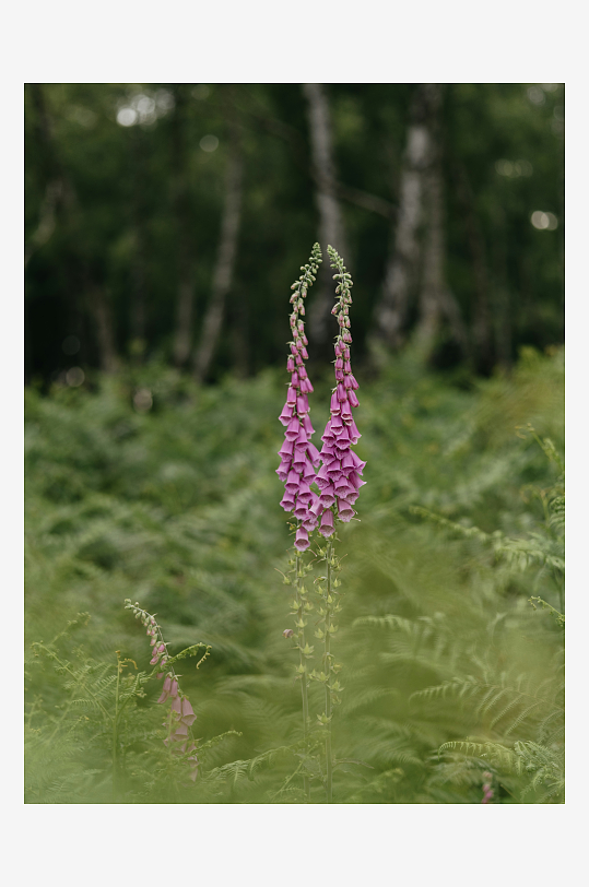 林间紫花植物特写-众图网