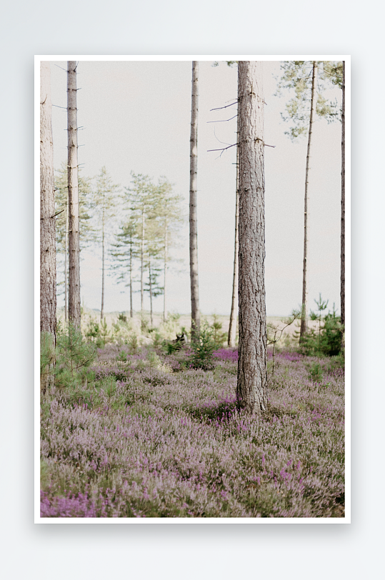 林间紫花盛开的自然景象-众图网