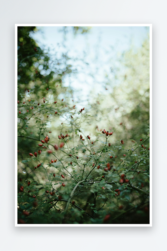 林间红果枝头摇曳-众图网