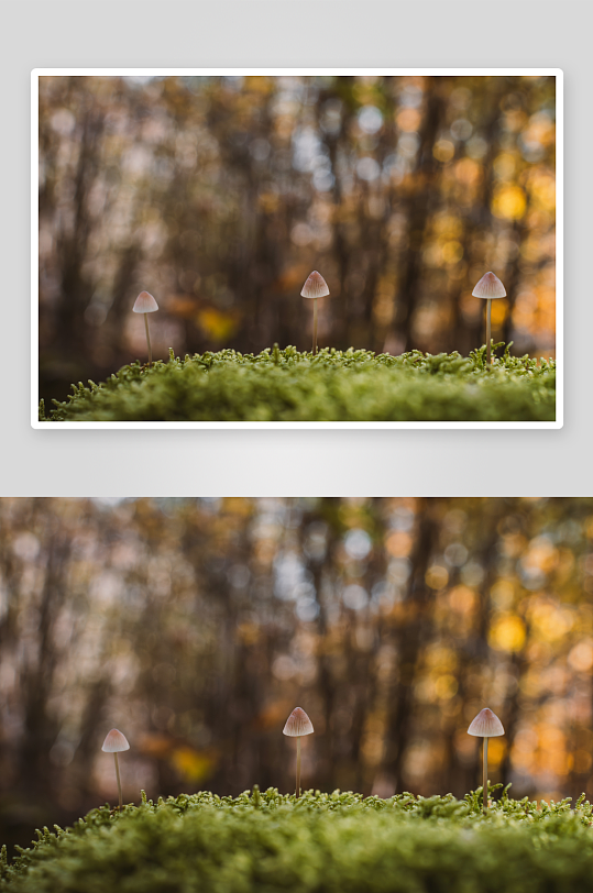 林间苔藓上的小蘑菇-众图网