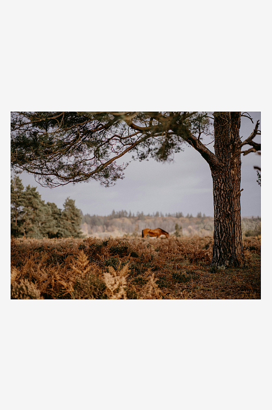 林间草地上的马匹-众图网