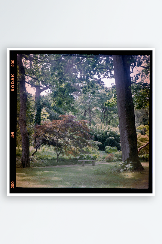 林间草地与树木的静谧景象-众图网