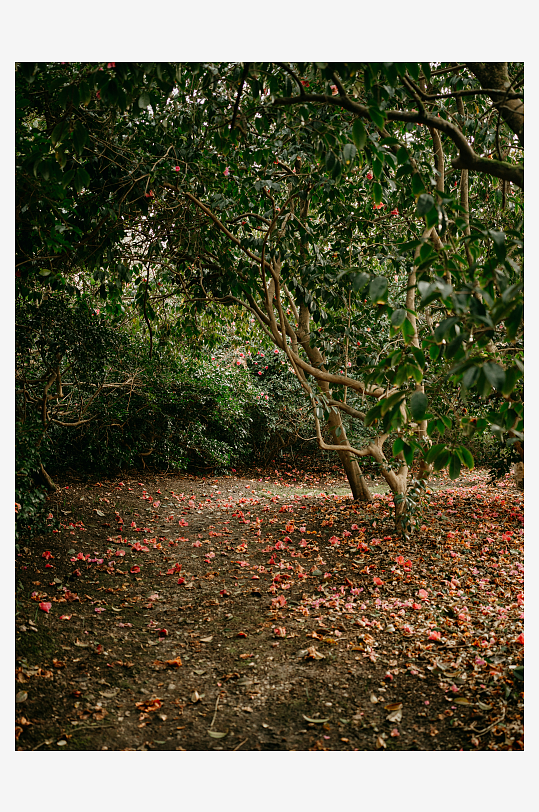 林间落花铺满地面-众图网