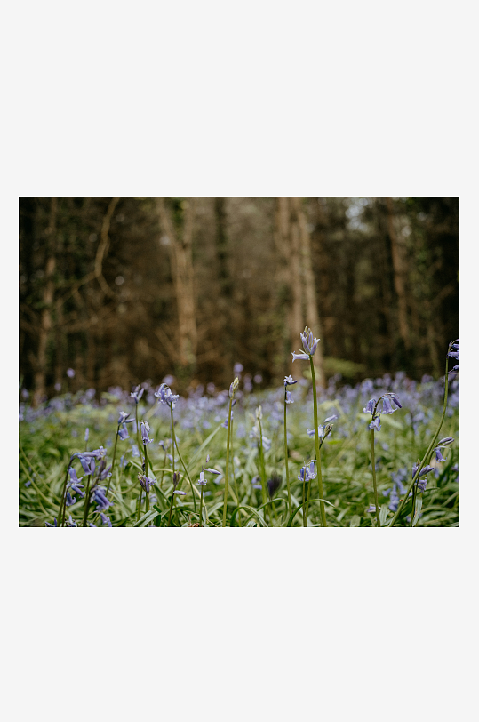 林间蓝铃花盛开景象-众图网