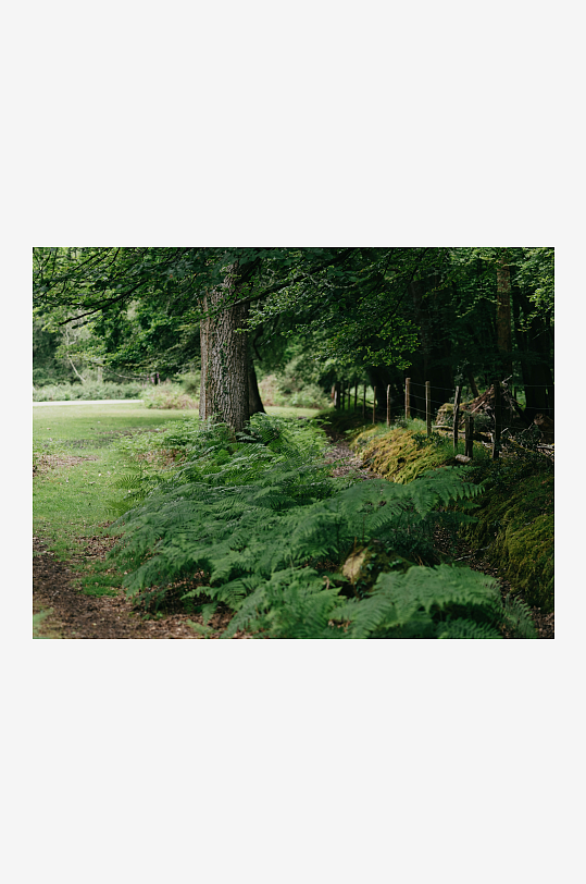 林间蕨类植物与树木-众图网