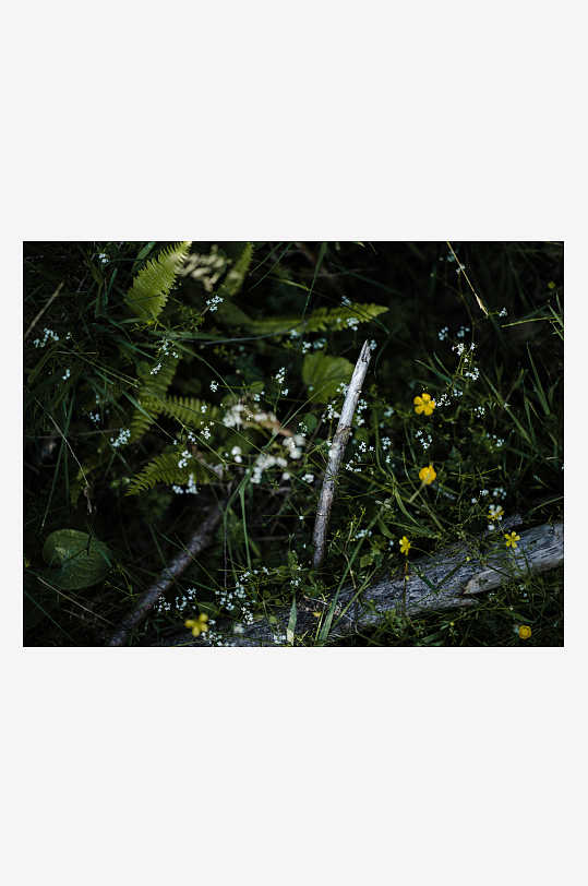 林间野花与蕨类植物-众图网