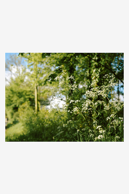 林间野花随风摇曳-众图网