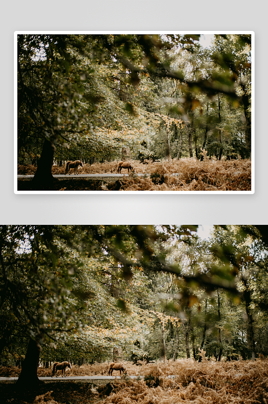 林间鹿群觅食秋景-众图网