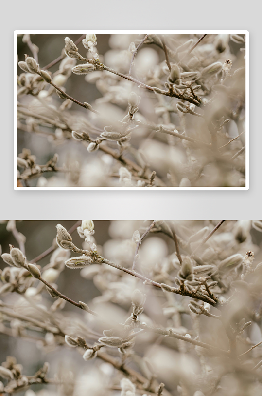 枝头初绽的花苞特写-众图网