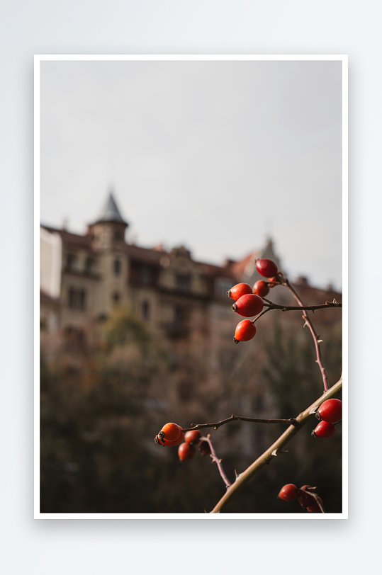 枝头红果与背景建筑-众图网