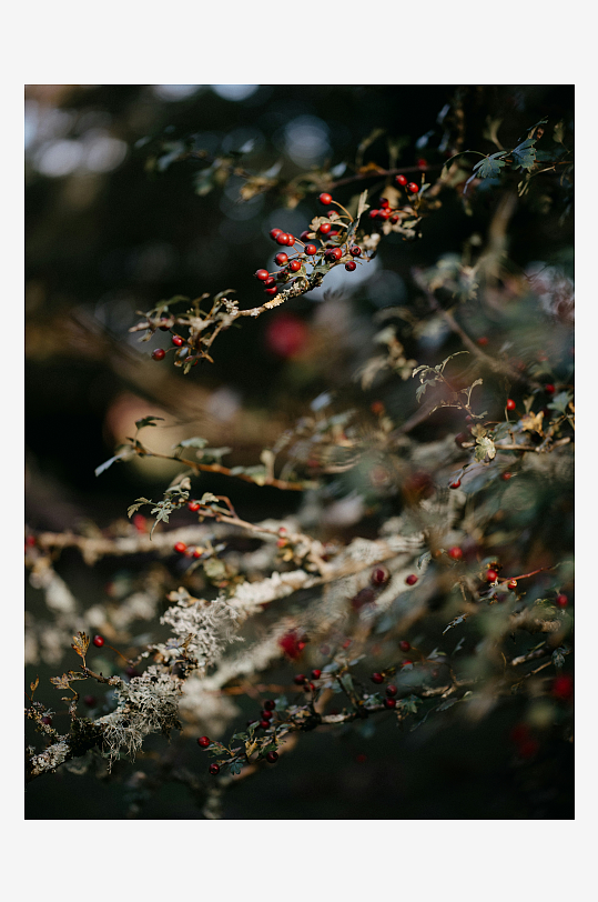 枝头红果与苔藓共生-众图网