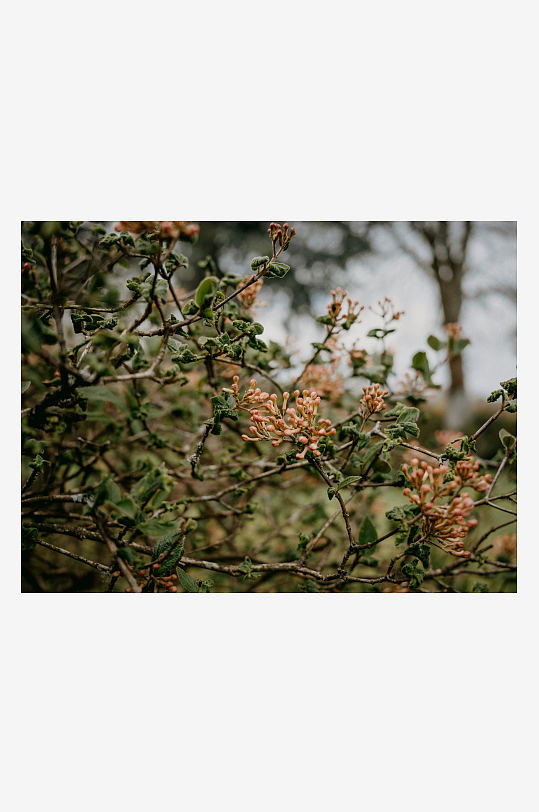 枝头绽放的淡粉色花簇-众图网