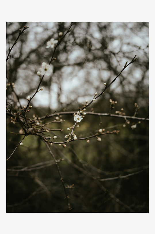 枝头绽放的白色小花-众图网