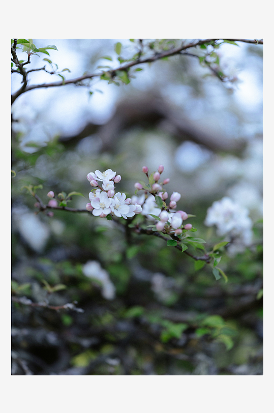 枝头绽放的白色花朵-众图网