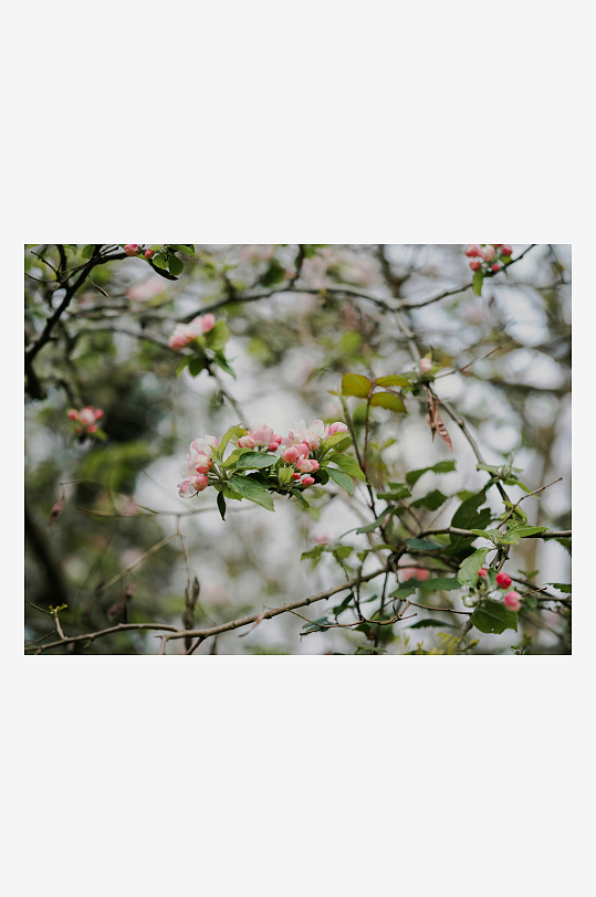 枝头绽放的粉色花朵-众图网