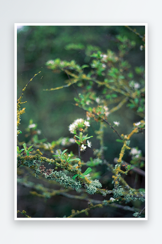 枝头绽放的野花与苔藓-众图网