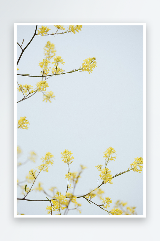 枝头绽放的黄色小花-众图网