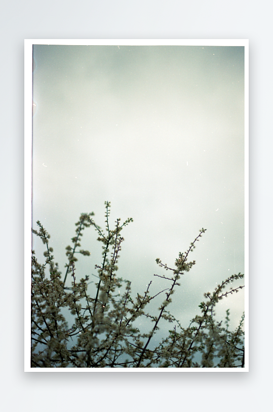 枝头花开天空朦胧-众图网