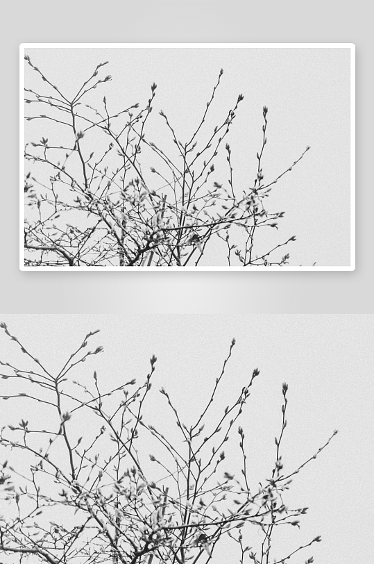 枝头萌芽的初春景象-众图网