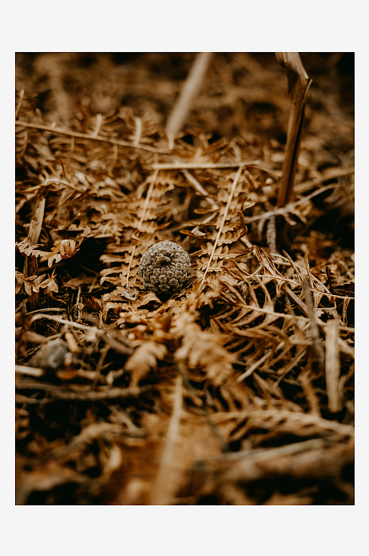 枯叶中的橡果特写-众图网