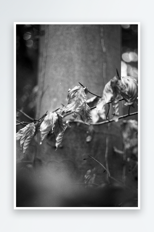 枯叶枝头黑白静景-众图网