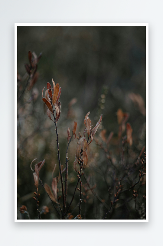 枯叶枝条在微光中摇曳-众图网