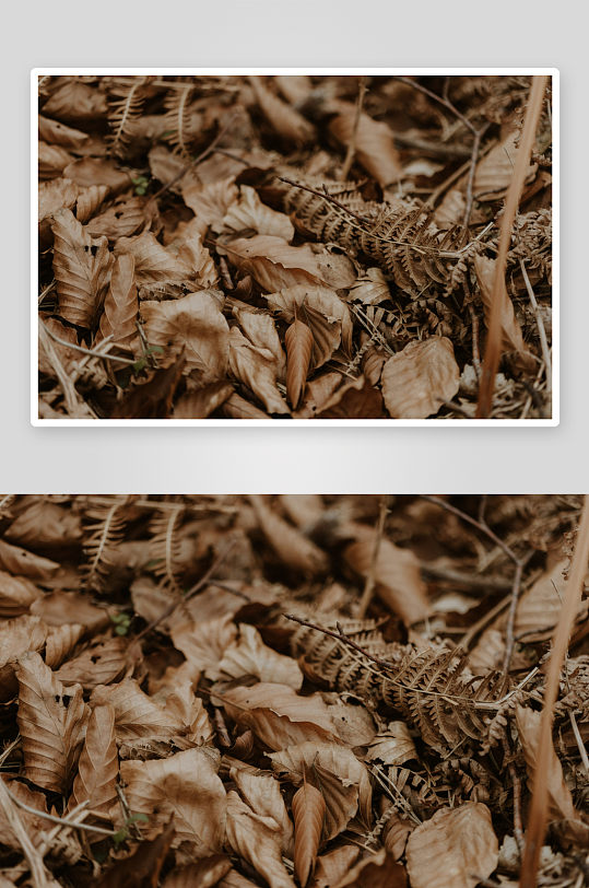 枯叶覆盖的林地地面-众图网