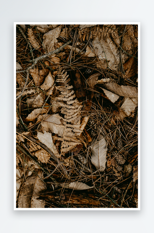 枯叶覆盖的森林地面-众图网