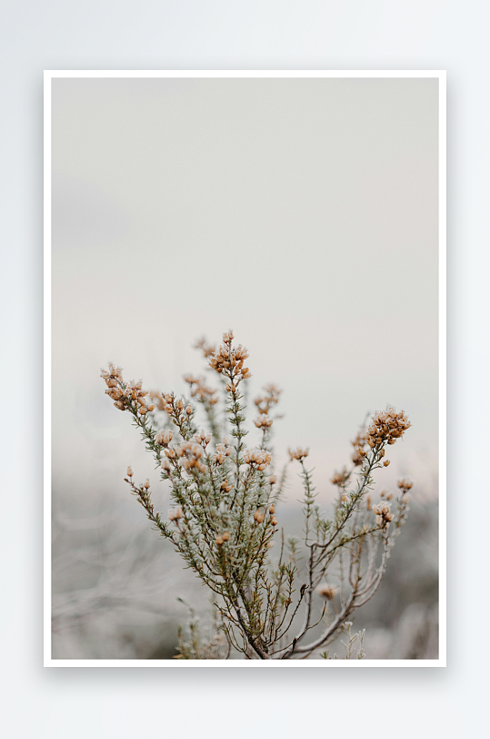 枯枝上的小花在风中摇曳-众图网