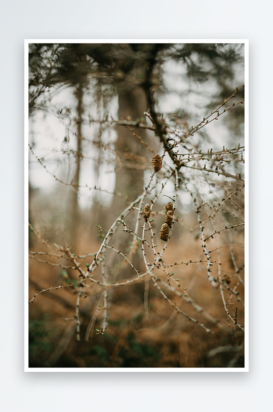 枯枝上的松果特写-众图网