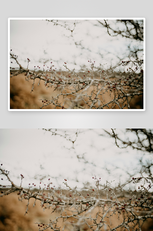 枯枝上的果实与荒野背景-众图网