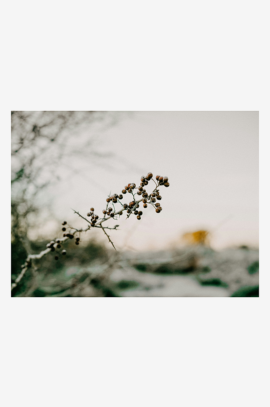 枯枝上的果实特写-众图网