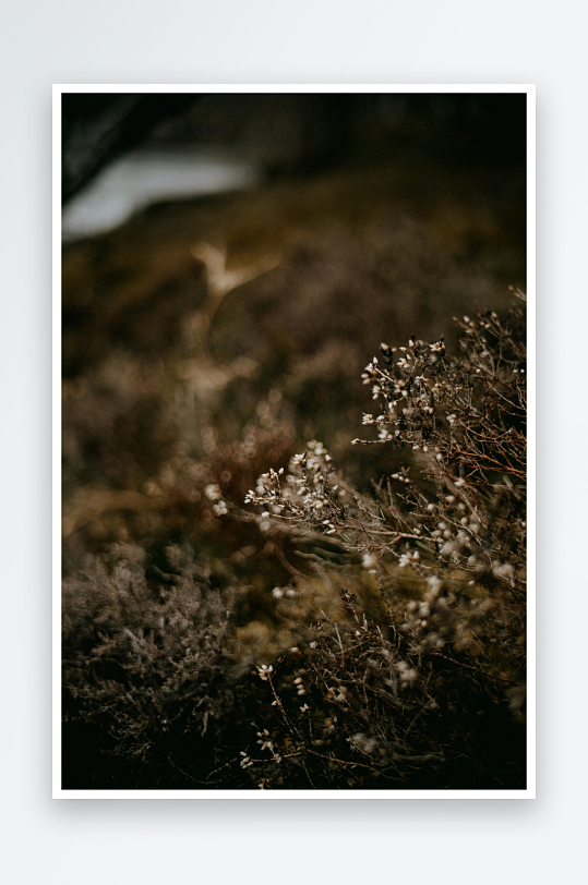 枯枝上的白色小花特写-众图网