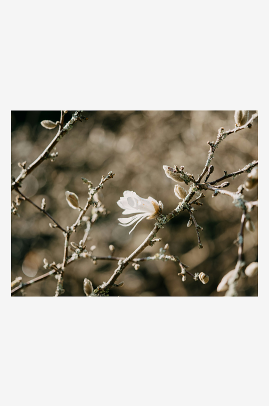 枯枝上的白色花朵-众图网