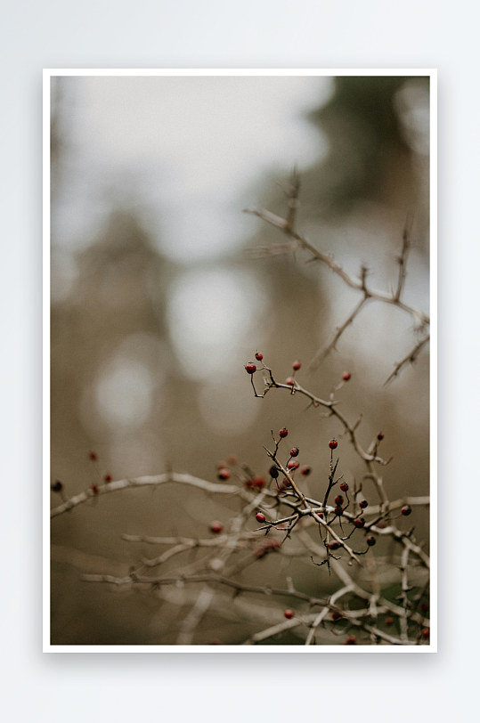 枯枝上的红色浆果-众图网